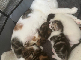 2 calico girls kittens - and 1 boy tabby grey/calico