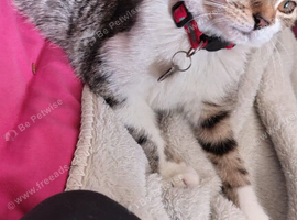 Mila bengal cross