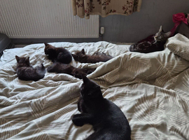3 kittens 2 black one tabby ready to leave