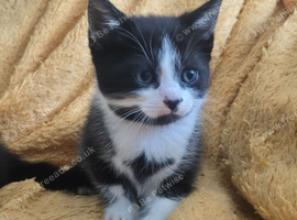 Kittens