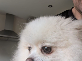 Last Pup, available to leave now. KC registered pomeranian