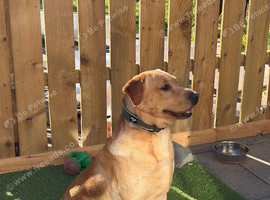 Labrador stud (Proven)