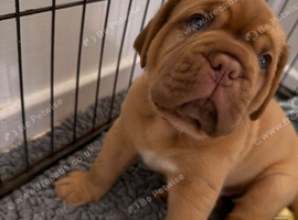 Dogue de Bordeaux puppies