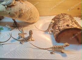 baby bearded dragons