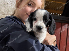 Last boy Cocker spaniel