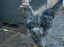 Brahma chicks