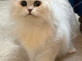 GCCF Active British Shorthair Adult Cats