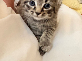 Ragdoll x kitten for sale