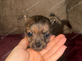 Chihuahua puppies