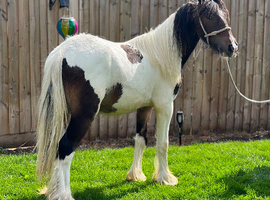 Tri coloured colt