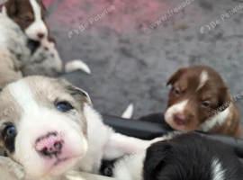 Beautiful KC Registerd Border Collie puppies for sale
