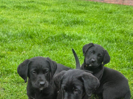 Labernese