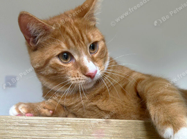 Mittens our lovely ginger female seeks loving home