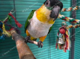 Jake the Caique (black headed)