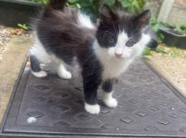 kitten girl looking home