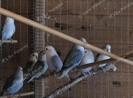 Peach faced lovebirds,pure bred Lincolnshire