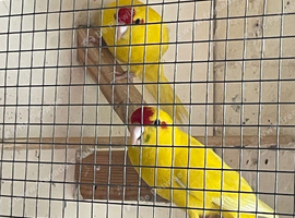 Kakarikis