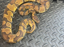 OD enchi d/het tsk dg male
