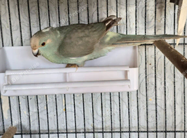 Stunning Turquoise / Blue Kakariki Male &ndash; 4.5 Months Old