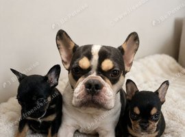 2 frenxh bulldogs puppies