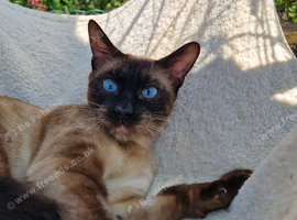 Siamese  X Bengal