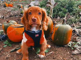 13 week old cocker puppy