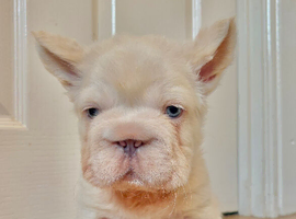 Fluffy Frenchies For Sales
