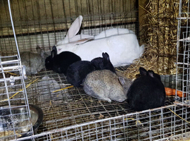 Newzealand cross lop baby bunnies