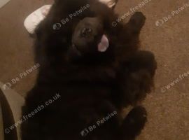 1 year old male chow chow