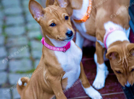 Beautiful girl for sale