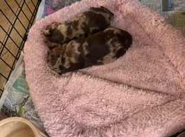 Chocolate merl Dauchshund