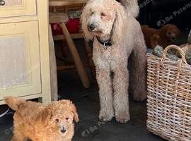 3 boys1 girl, golden doodles , stunning pups , all raised in a family home !  Really worth coming to see them