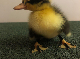 Ducklings
