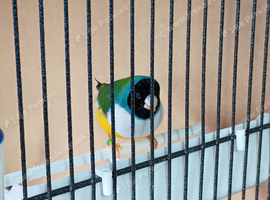 Gouldian finch pair