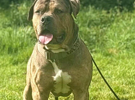 Johnson bulldog