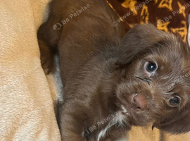 Cookie looking for new home