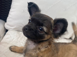 Long haired chihuahua female