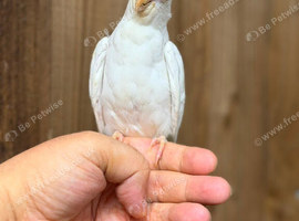 Cockatiel