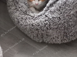 Calico Girl