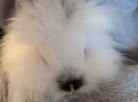 Baby lionhead bunnies