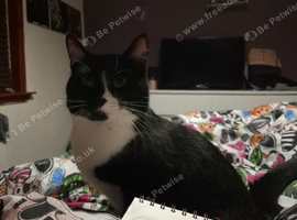 Male tuxedo cat