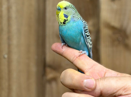 Budgies