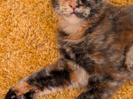 Tica registered Maine coon girl