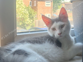 Stunning Pure Maine Coon Kitten