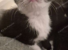 Kittens ready for forever homes