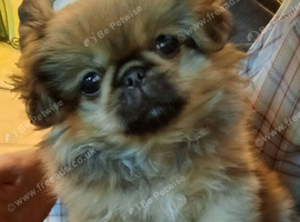 Beautiful Pekingese girls