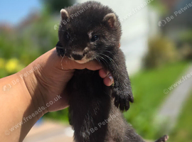 2 beautiful self black Ferret Kits