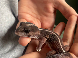 African Fat tailed gecko