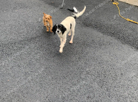 Cocker spaniel