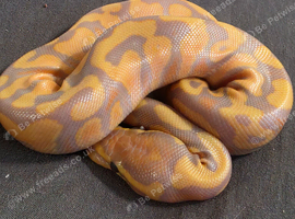 Multiple morphs baby ball pythons